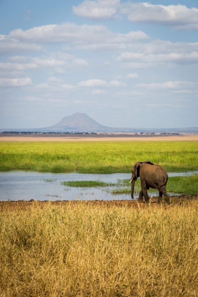 An elephant stands in front of a watering hole in Tarangire National Park, Tanzania.